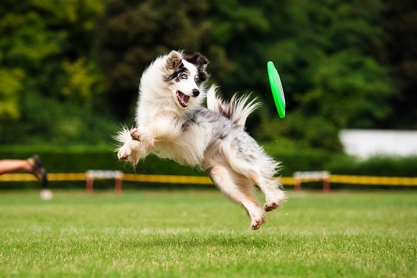 Quels sports canins choisir pour votre chien ?