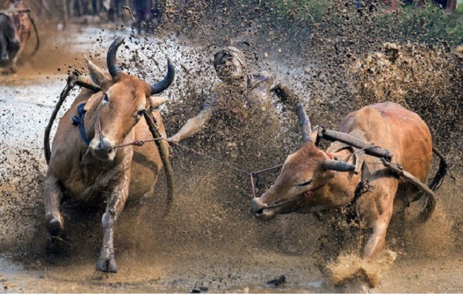 Le Pacu Jawi : Sport de l'extrême